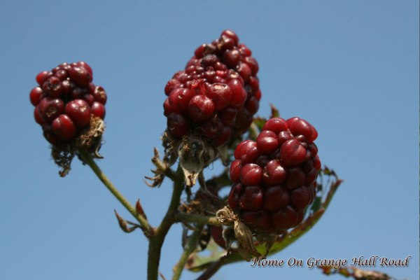 berries-close-up